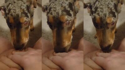 Lick me, goodboy