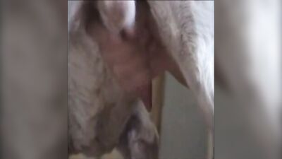 girl masturbating and sucking dog