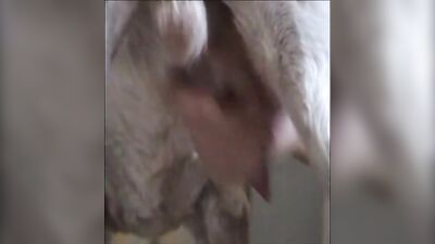 girl masturbating and sucking dog