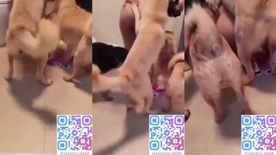 DOg gangbang room 2