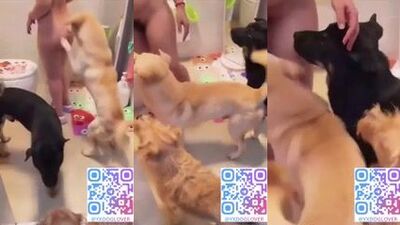 DOg gangbang room 1