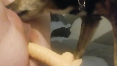 Hot dog 22