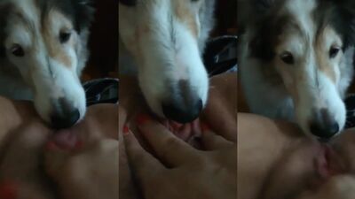 Hot dog 15