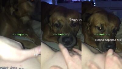 Puppy Licks Her Masters Hard Rod Before Swallowing