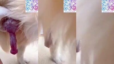 My dogs size just right with my pussy 1
