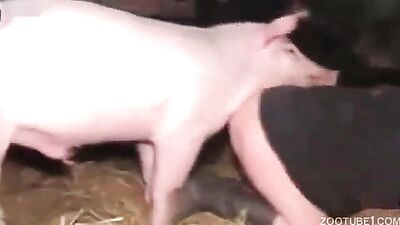 Regular having sex with pig
