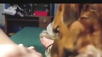 Hot dog 10