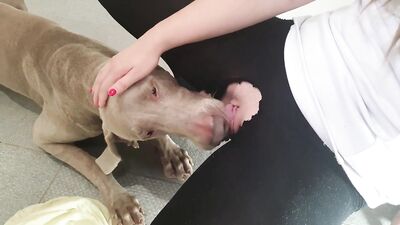 dog sticks his tongue out