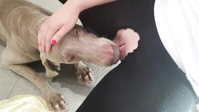 dog sticks his tongue out