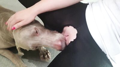 dog sticks his tongue out