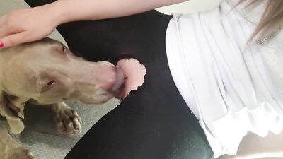 dog sticks his tongue out