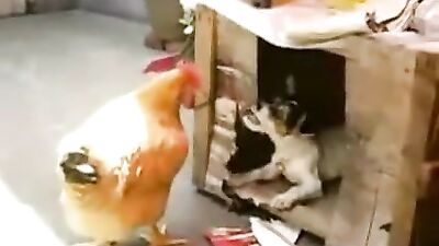 Salut poulette!