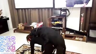 True asian dog party