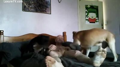 Dogs bitch