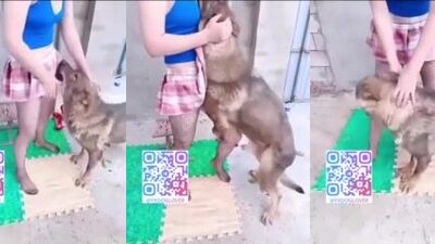 Slut Chinese wife cheating with dog