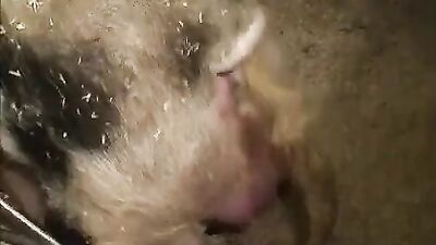 boar fucking