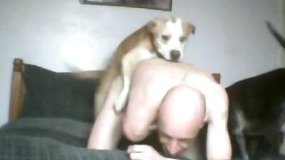 Male take his dogs knot