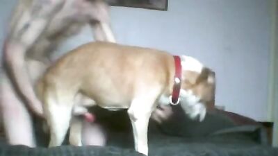 Male take his dogs knot