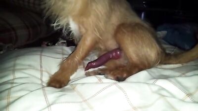 little dog, big dick
