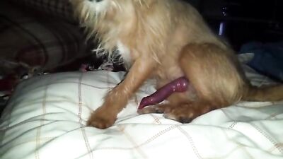 little dog, big dick