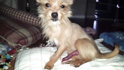 little dog, big dick