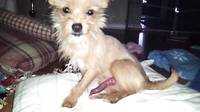 little dog, big dick