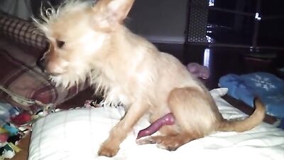 little dog, big dick