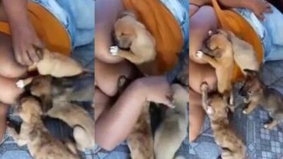breastfeed puppies