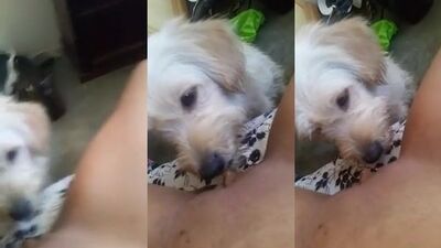 Dogs Serve Up Humongous Dick