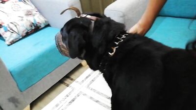 dog sucking