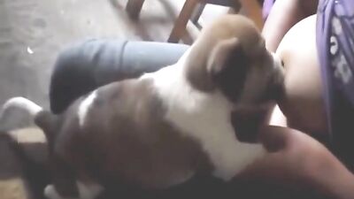 Puppy sucking Milk