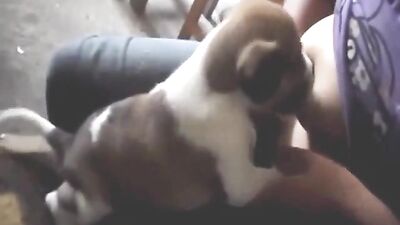 Puppy sucking Milk