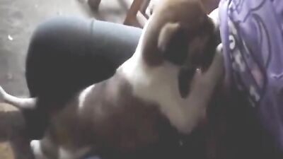 Puppy sucking Milk