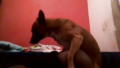 little sized dog