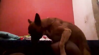 little sized dog