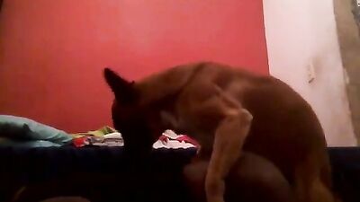 little sized dog