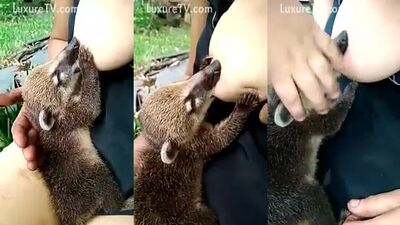 Breastfeeding coati