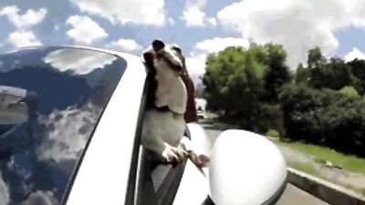 What a dogs life