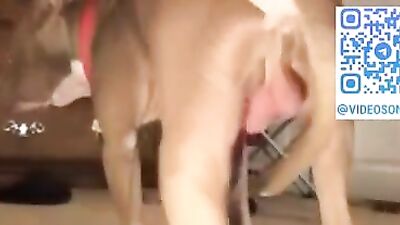Xmas turns into nasty bestiality act