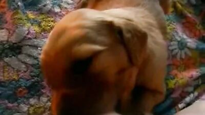 Cachorro hambriento