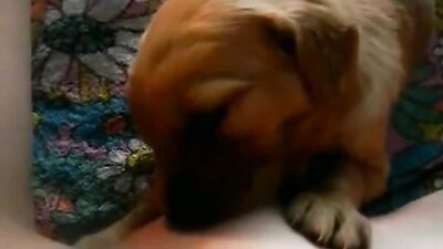 Cachorro hambriento