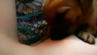 Cachorro hambriento