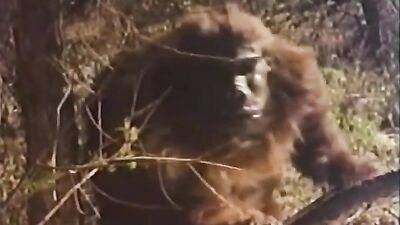 Untamed Mistress dance for gorillas