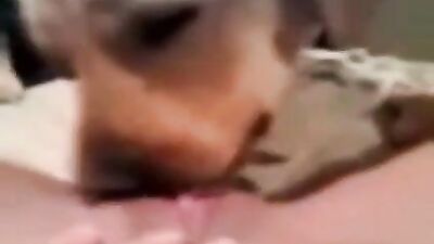 orgasm while licking