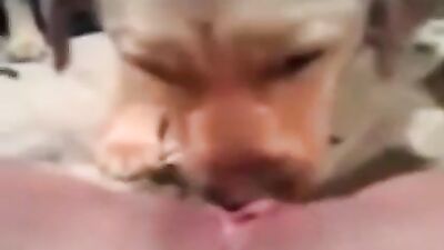 orgasm while licking
