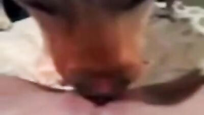 orgasm while licking