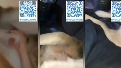 Handjob and blowjob for family pet