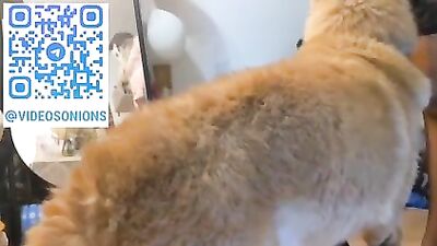 True amateur doglove