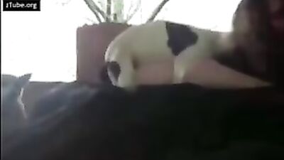 Taylors Pup Loves Sucking Her Cock
