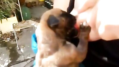 Need more puppies